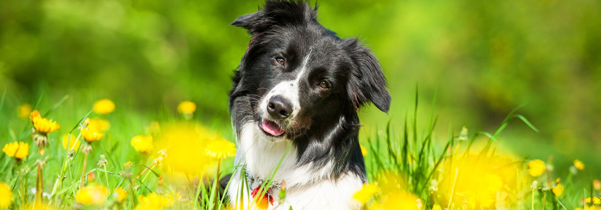Dog Training – Dog training in Mundaring: 0417 980 614